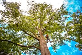 How Our Tree Care Process Works  in  Costa Mesa, CA