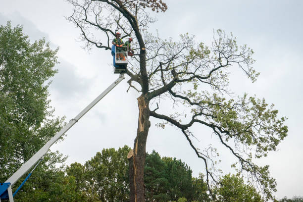 Best Tree and Shrub Care  in Costa Mesa, CA